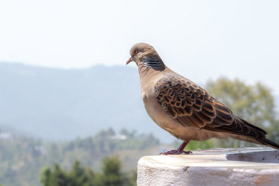 Close-up of a bird against the sky