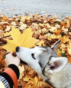 View of a dog