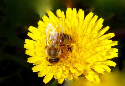 Close-up of bee pollinating on yellow flower