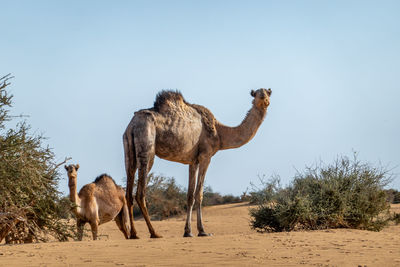 Camel in the desert of sudan eating leaves of an acacia bush, sahara