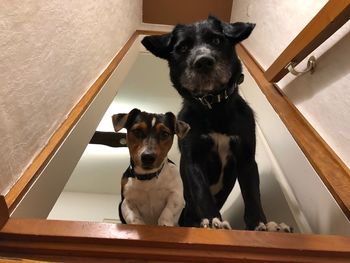 Portrait of dogs sitting on floor, looking downstairs 