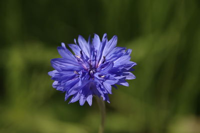 Close-up of purple blue flower