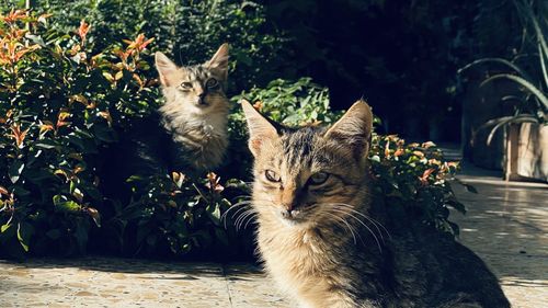 Portrait of cat sitting