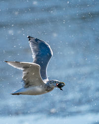 Bird flying in snow