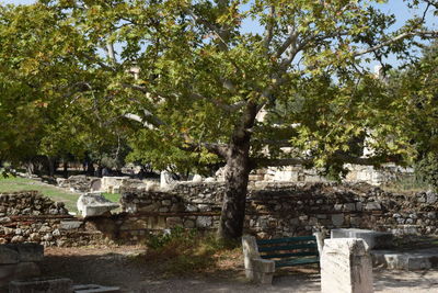 Plants growing on tree