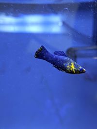 High angle view of fish swimming in sea