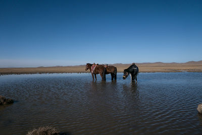 Horses in water against clear sky