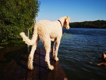 Dog standing in the water