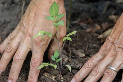 Cropped image of person planting seedling on field
