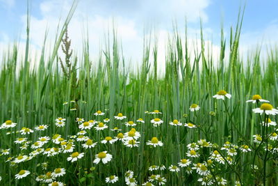 Close-up of flowering plants on field against sky