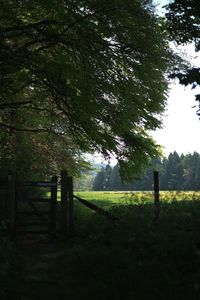 Trees in forest