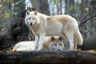 Portrait of wolves on field at tiergarten schonbrunn