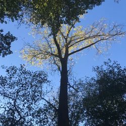 Low angle view of trees against sky