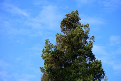 Low angle view of tree against sky