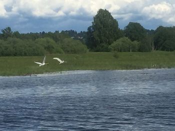 Swan flying over lake against sky
