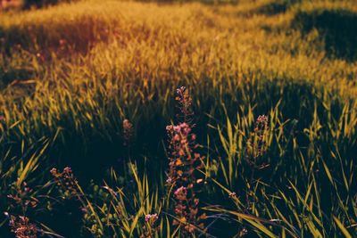 Purple flowers blooming on grassy field