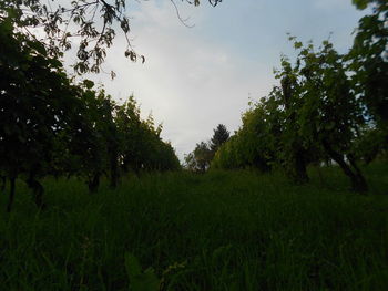 Trees on field against sky