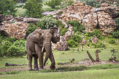 Elephant standing in a field