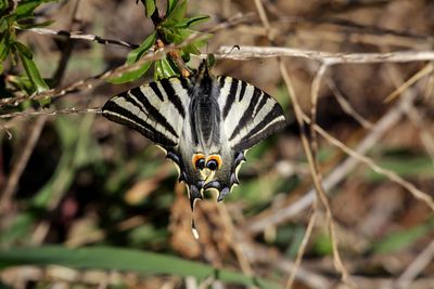 Close-up of bird flying