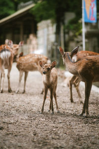 Deer standing on field