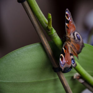 Close-up of insect on plant