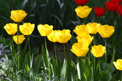 Close-up of yellow flowering plants on field