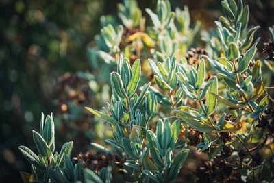 Close-up of plants growing on land