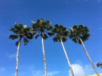 Low angle view of palm trees against clear blue sky