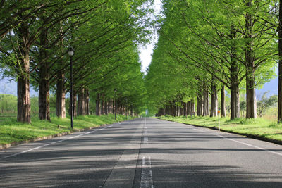 Road amidst trees in forest