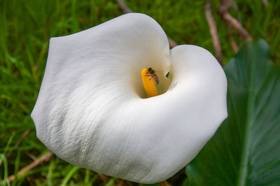 Close-up of insect pollinating on calla lily