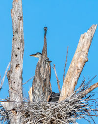 Low angle view of bird perching on tree against sky