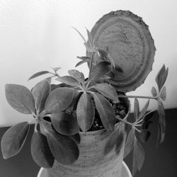 Close-up of potted plant against white wall