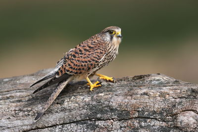 A common kestrel 