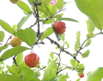 Low angle view of fruits on tree