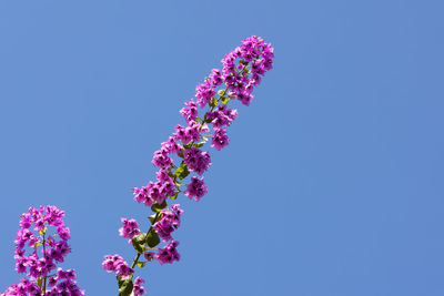 Low angle view of pink flowering plant against clear blue sky