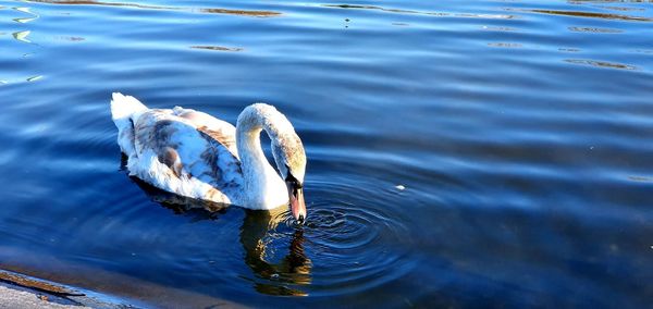 High angle view of duck swimming in lake