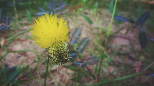 Close-up of yellow flower blooming outdoors