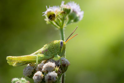 Close-up of insect on flower