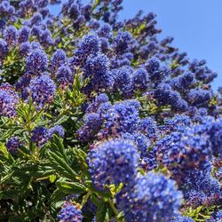 Close-up of purple flowering plants