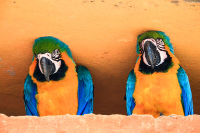 Close-up of two birds perching