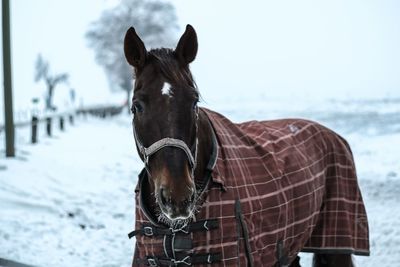 Horse standing on snow covered field during winter
