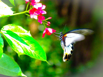 Close-up of butterfly pollinating on flower