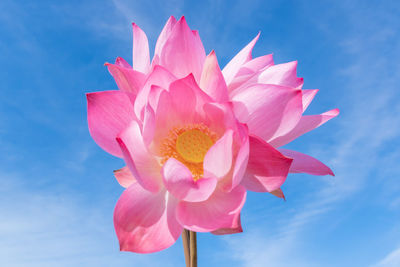 Low angle view of pink lotus water lily against sky