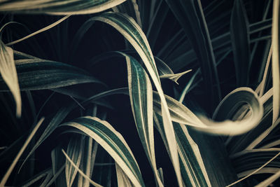 Close-up of plants growing on field
