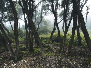 Trees in forest