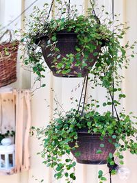 Close-up of potted plant against window