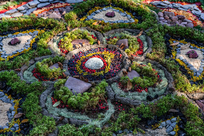 High angle view of flowering plants in garden