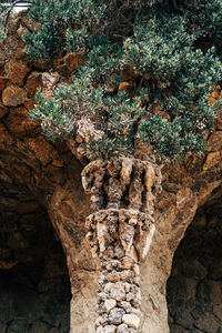 Low angle view of trees on rock