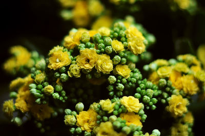 Close-up of yellow flowers