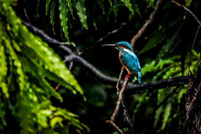 Bird perching on a branch